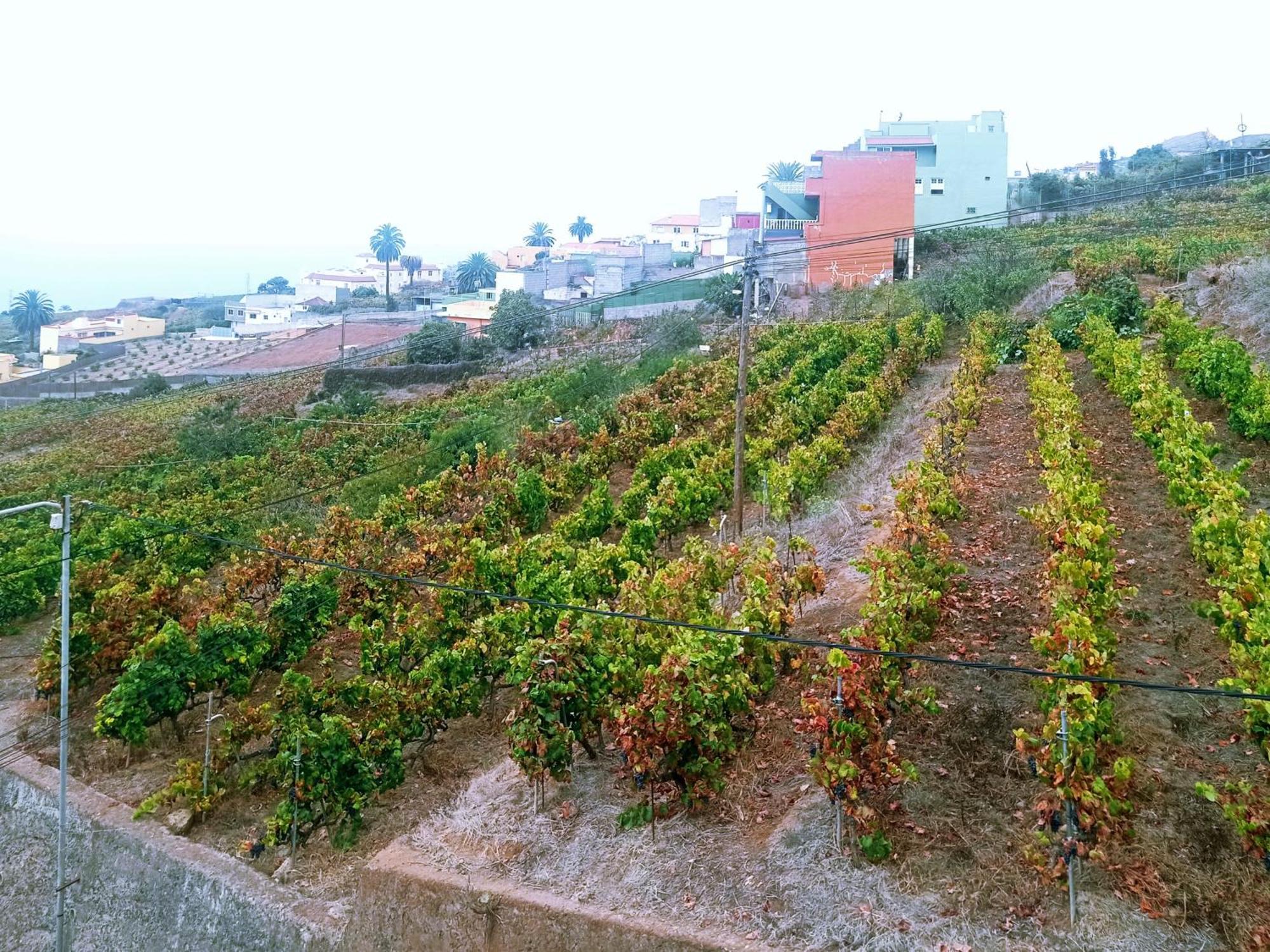 Live La Victoria Carril - Casa Acogedora Y Familiar Con Terraza Completa Vila La Victoria de Acentejo Exterior foto